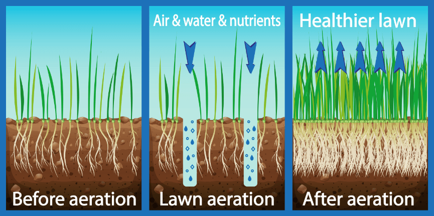 lawn aeration graphic