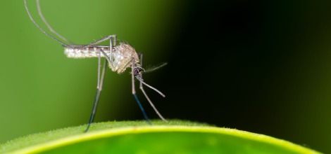 Mosquito and Lawn Pest Prevention Services in the Cedar Valley