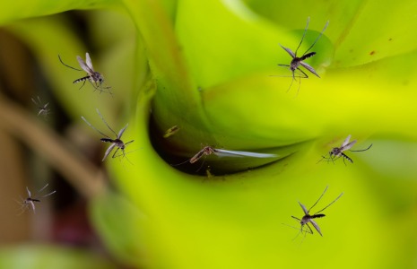 mosquitoes near water on leaf